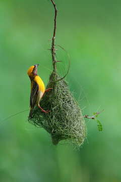 View of a Baya Weaver bird constructing its intricate woven grass nest hanging from a thin branch against a soft green background in Sialkot, Punjab, Pakistan.