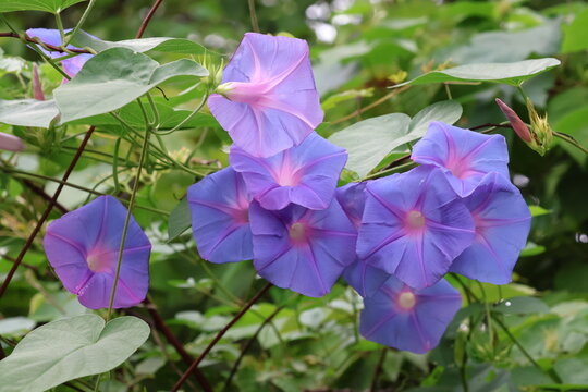 A cluster of Ryukyu morning glories