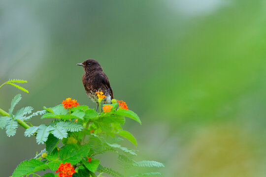 View of a small bird perched on a vibrant flowering plant with green leaves and orange blossoms in the Head Marala wetland area, Sialkot, Punjab, Pakistan.