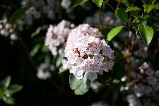淡いピンクのカルミアが星形の花を咲かせる可憐で美しい庭の風景  
Delicate pink Kalmia flowers with star‑shaped petals creating a charming and graceful garden scene
