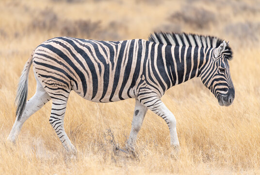 A Plains Zebra in Etosha National Park, Namibia, Africa