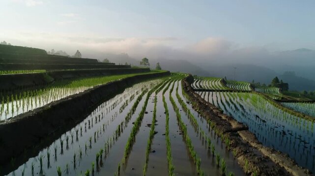 Pulling low-angle camera showing rows of new rice shoots in flooded paddies, revealing terraces