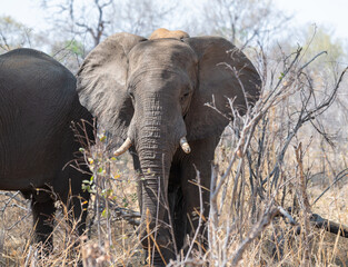 An elephant in the bush land of north east Botswana, Africa © dvlcom