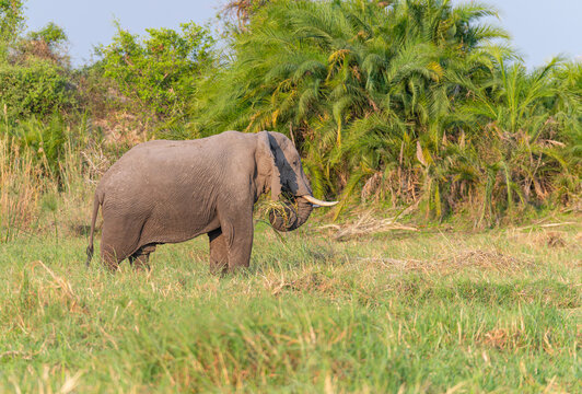 Elephant in the Okavango - Cubango river area in Botswana, Africa