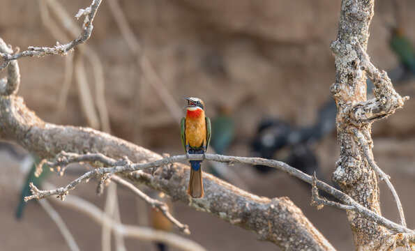 White-fronted bee-eater calling in the Okavango Delta, Botswana, Africa