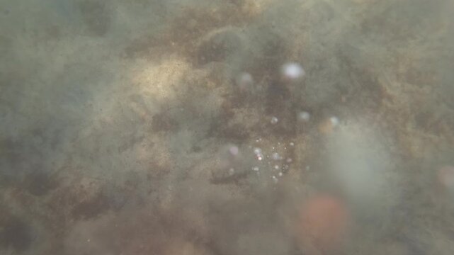 Submerged ocean floor seen from above, showing sandy areas, scattered rocks, and marine algae growing on the bottom
