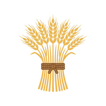 A golden wheat sheaf bundle tied with a rope for agricultural design and organic food concepts Vector