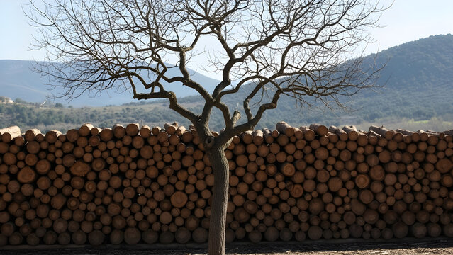 A stark leafless tree standing in front of a massive stack of harvested timber logs in a rural mountainous landscape during the quiet winter season