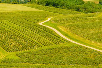 Naklejka premium Vineyards on hills, Jura wine region, Bourgogne-Franche-Comte in eastern France.