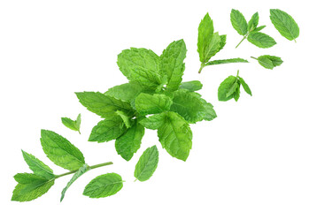 fresh mint leaves isolated on white background © kolesnikovserg