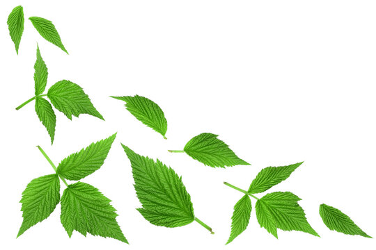 Raspberry leaves isolated on white background. Top view with copy space for your text. Flat lay