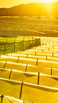 Greenhouses stretch over landscape as the sun rises in the background near a mountainous area