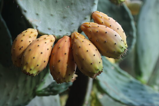 Prickly Pear Cactus Fruits Growing on Green Opuntia Pad