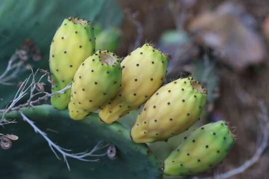 Prickly Pear Cactus Fruits Growing on Green Opuntia Pad