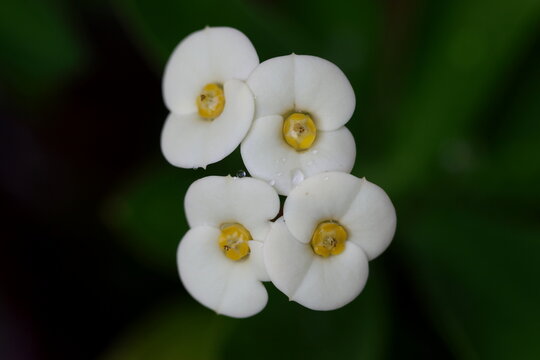 Close Up View of White Crown of Thorns Blooms with Yellow Centers