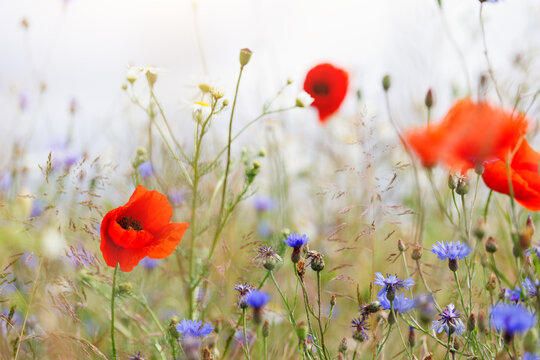 Scenic view of bright red blossoming poppy corn flowers on beautiful green wildflower grassland meadow at warm sunny sunrise or sunset morning light. Scenic nature biodiversity wild floral background