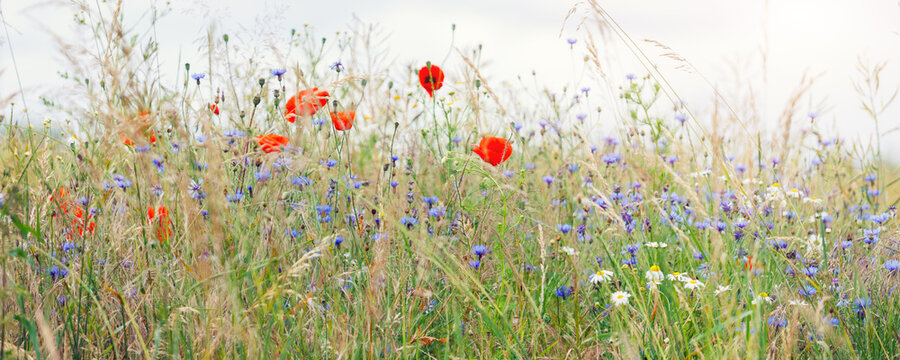 Scenic view of bright red blossoming poppy corn flowers on beautiful green wildflower grassland meadow at warm sunny sunrise or sunset morning light. Scenic nature biodiversity wild floral background