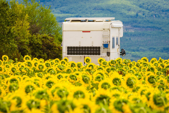 Blooming yellow sunflower field and caravan camping in the distance. Provence landscape in France.
