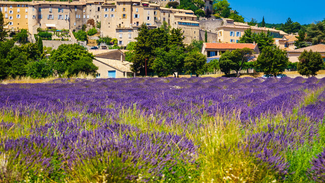 Lavender field and Provence hilltop Banon village. Alpes-de-Haute-Provence in France