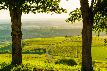 Naklejka premium Vineyards on hills, Jura wine region, Bourgogne-Franche-Comte in eastern France.