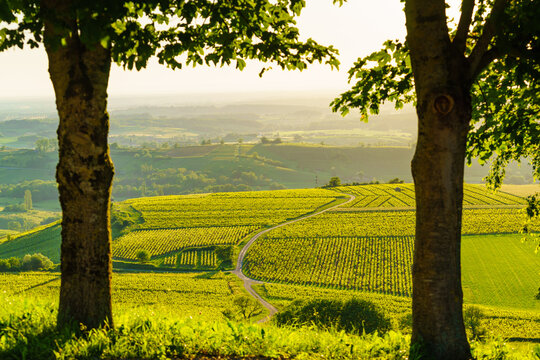 Vineyards on hills, Jura wine region, Bourgogne-Franche-Comte in eastern France.