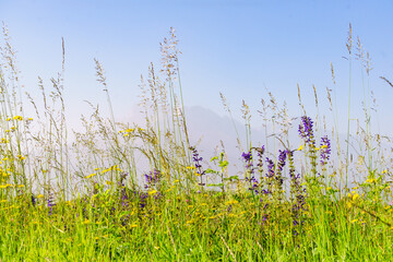 Fototapeta premium Summer meadow and mountains on horizon. L'Obiou in Alps, France.