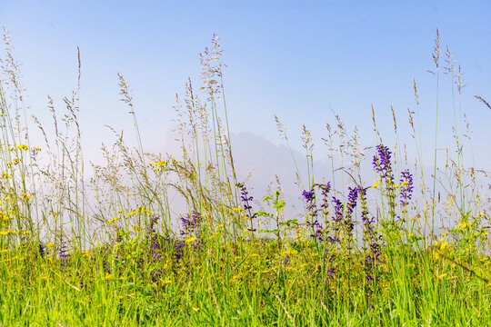 Summer meadow and mountains on horizon. L'Obiou in Alps, France.