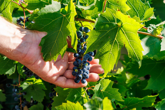 Close up of hand holding bunch of fresh ripe black grapes on vine in sunny vineyard, wine harvest and organic viticulture concept
