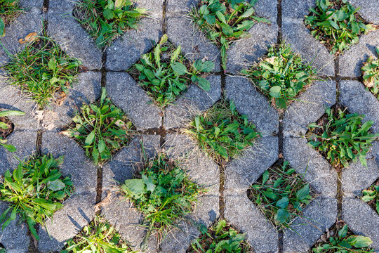 Top view texture of concrete grass paver blocks with green weeds growing in grid openings, eco permeable pavement and urban greening concept