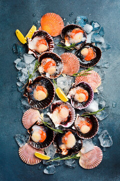 Sea scallops in shells on crushed ice. On concrete background. Top view. Close-up.