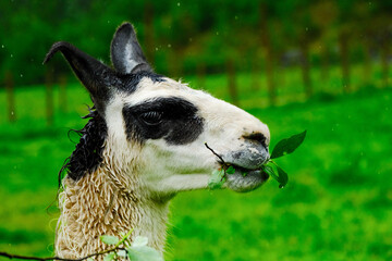 Domestic llama munches on yummy leaves in the rain om farm in Norway © Mark Castiglia