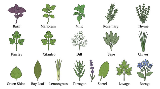 Collection of herb plants illustrated in a detailed vector style