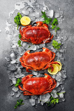 Boiled crabs on ice on a gray stone background. Top view.