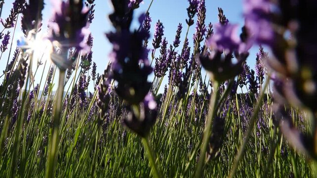 Dolly shot of lavender flowers on field. Provence in France.