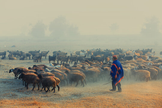 View of a shepherd in a blue shawl walking with a large flock of sheep across a dusty, misty field at dawn in Jahanian, Punjab, Pakistan.