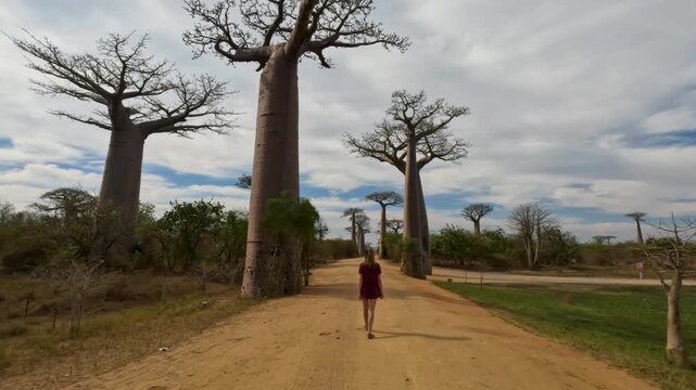 Woman Walking Along the Avenue of the Baobabs in Madagascar Tracking Shot