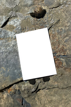Mockup of white A4 sheet with shadows on stone texture with moss