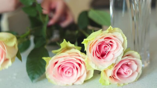 Close-up footage of florist hands preparing and arranging beautiful pink and cream roses on a light table next to a transparent glass vase. The process shows trimming stems and organizing flowers for 