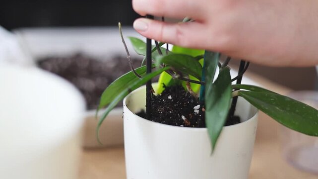 Detailed close-up footage of female hands carefully transplanting a hoya houseplant with a metal trellis into a new white ceramic pot. Fresh potting soil is added using a green gardening trowel. Perfe