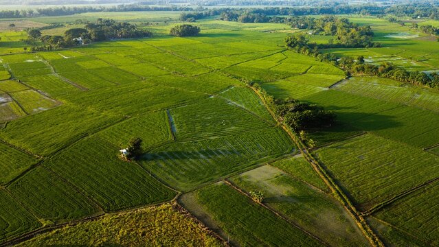 Aerial view of lush green rice fields in Tuburan, featuring geometric patterns of agricultural land, small huts, and trees under soft daylight in Pototan, Western Visayas, Philippines.