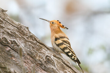 Eurasian Hoopoe (Upupa epops) perched on an old log, showing its cinnamon-colored plumage, curved bill, short crest, and striped wing patterns. © VOLODYMYR KUCHERENKO