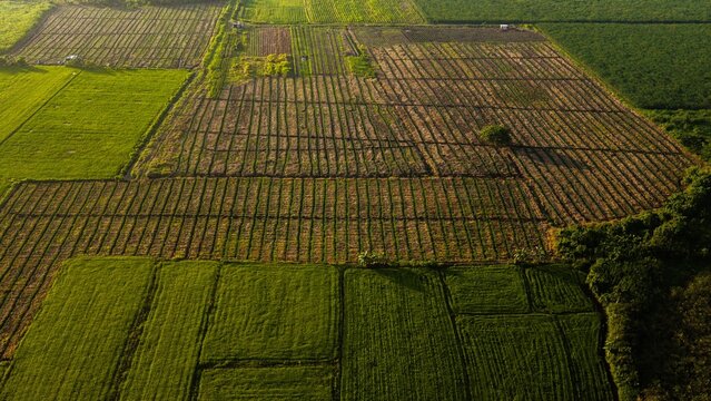 Aerial view of Tuburan agricultural fields with rectangular crop plots and lush greenery in Pototan, Western Visayas, Philippines.