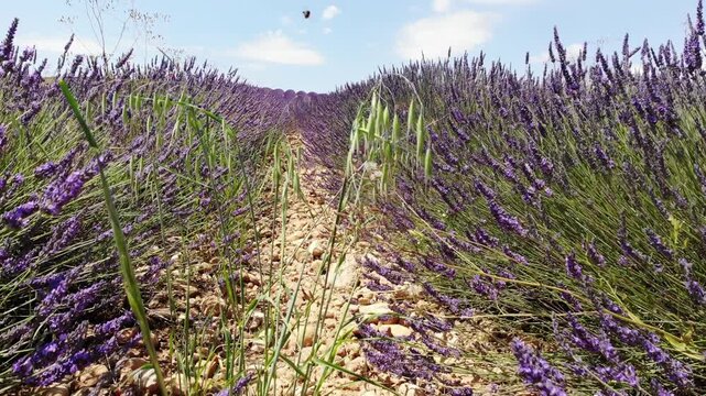 Aerial view. Field with rows of blooming lavender plant. Provence in France.
