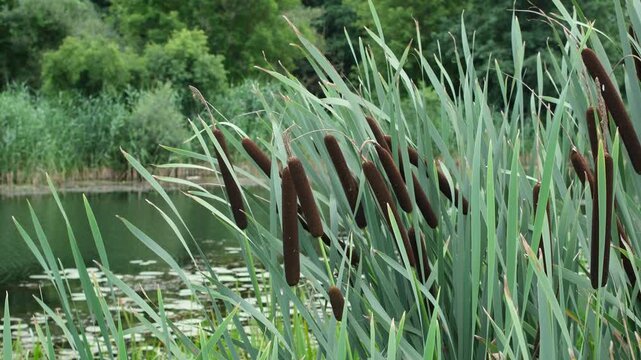 Small river overgrown with reeds. Slow water flow in a shallow channel.