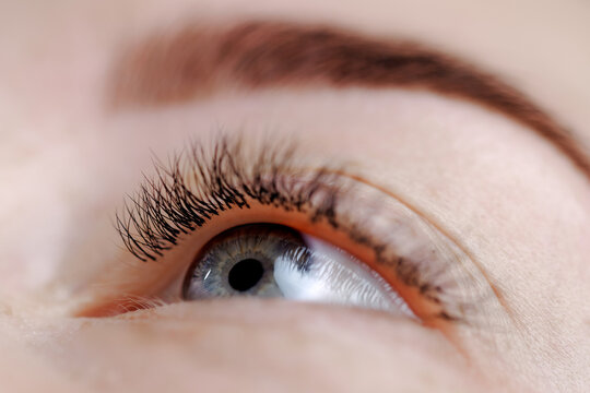 Blue eye looking upward in close facial macro view after Eyelash extension procedure