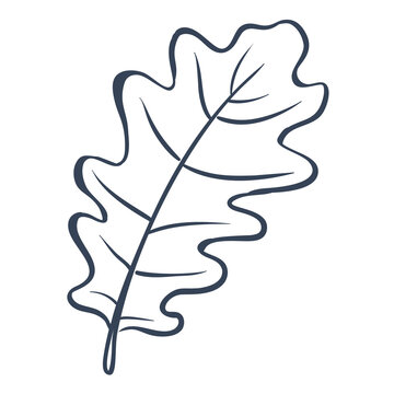 Oak Leaf Hand Drawn Doodle