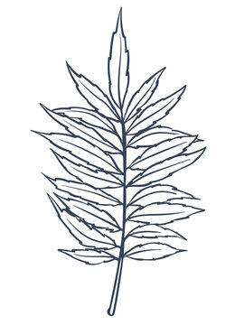 Sumac Leaf Hand Drawn Doodle