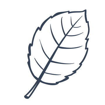 Birch Leaf Hand Drawn Doodle