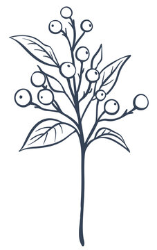 Berry Branch Hand Drawn Doodle