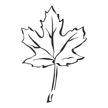 Maple Leaf Ink Brush Drawing